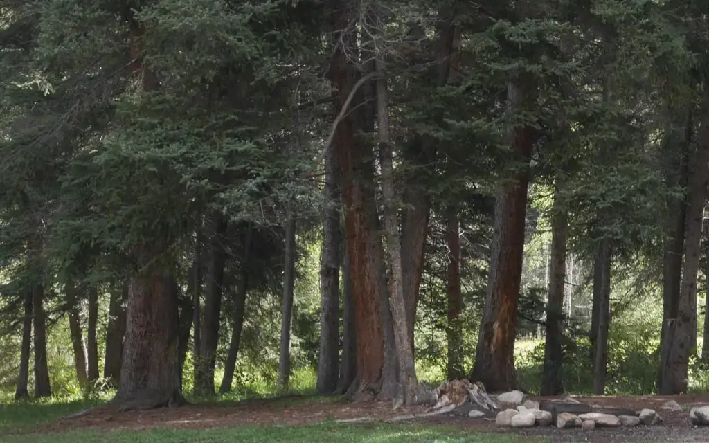 Santa Barbara Campground, a Forest Service campground