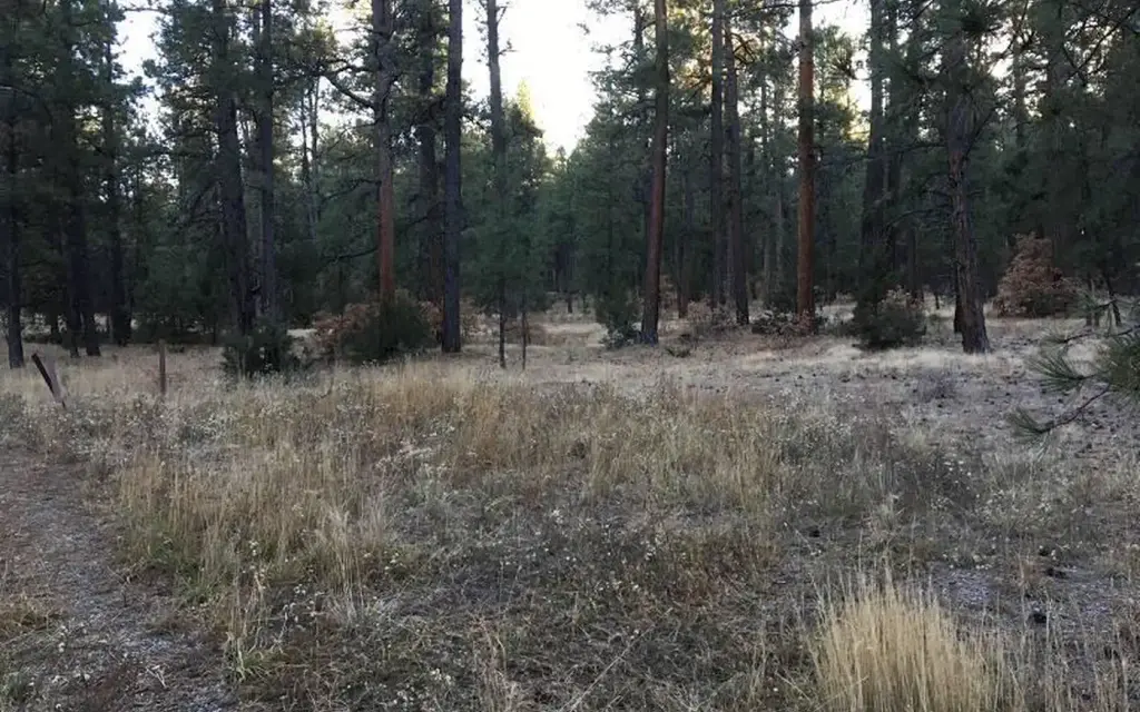 Amole Canyon Group Shelter, a Forest Service group camp