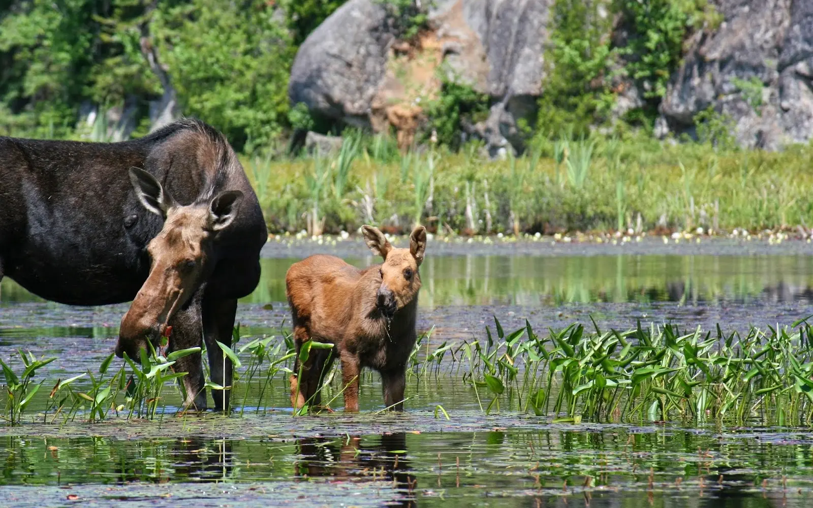 Canoe Algonquin