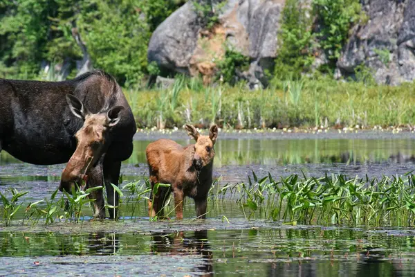 Canoe Algonquin