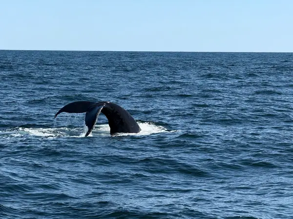 Cape Ann Whale Watch, Gloucester, MA