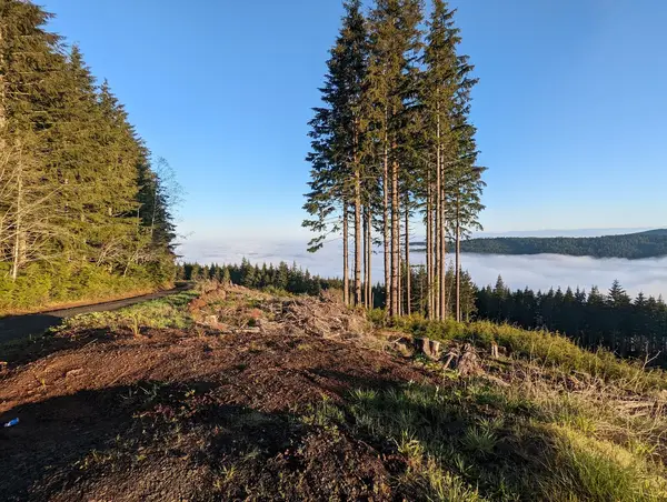 Capitol State Forest ORV