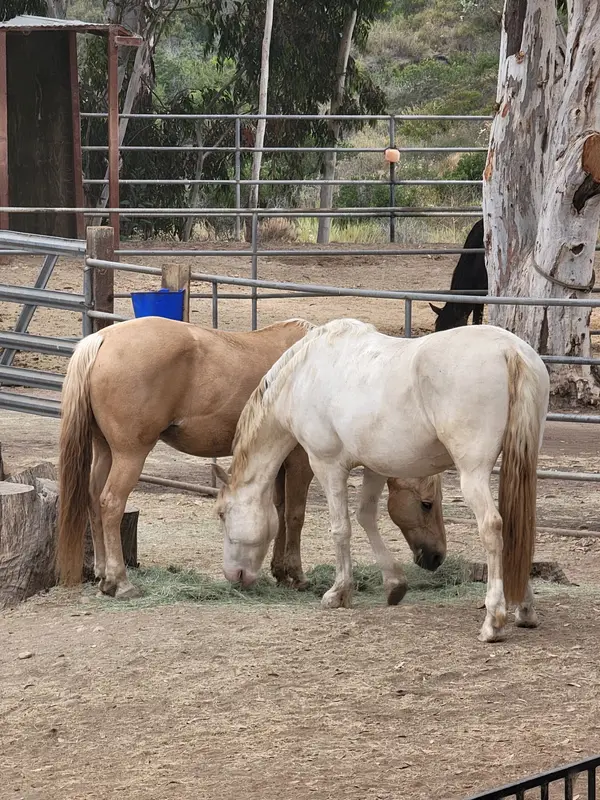 Carmel View Ranch, photo 3