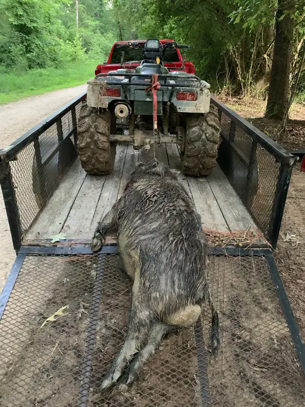 Carolina Razorback Outfitters