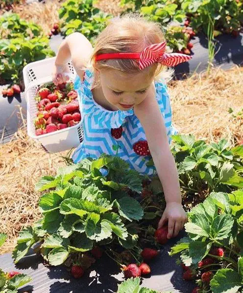 Carrigan Farms, Mooresville, NC