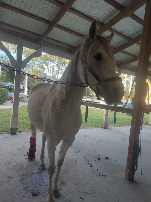 Casperey Stables, photo 3
