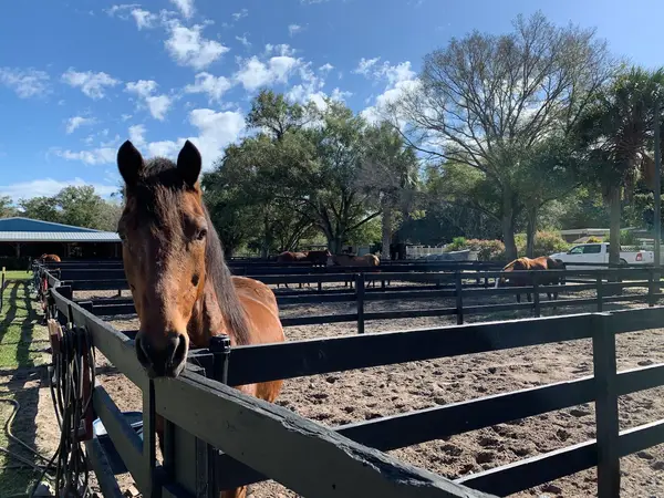 Cavallino Farms, photo 3