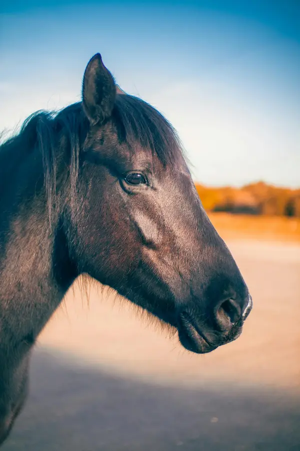 Cavalon Horse Riding of Dallas, photo 2
