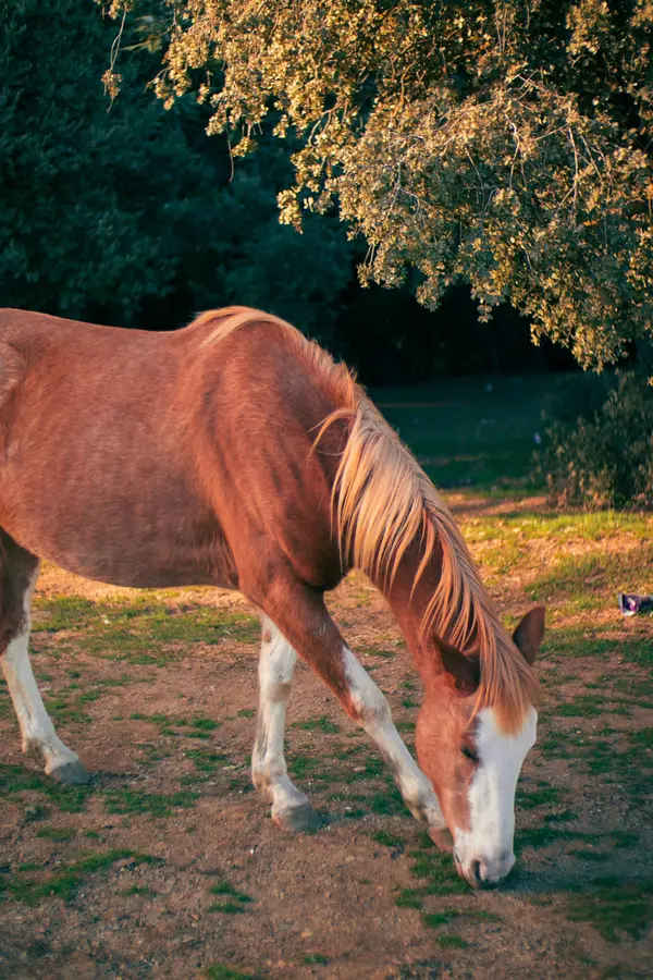 Cavalon Horse Riding of Dallas, photo 3