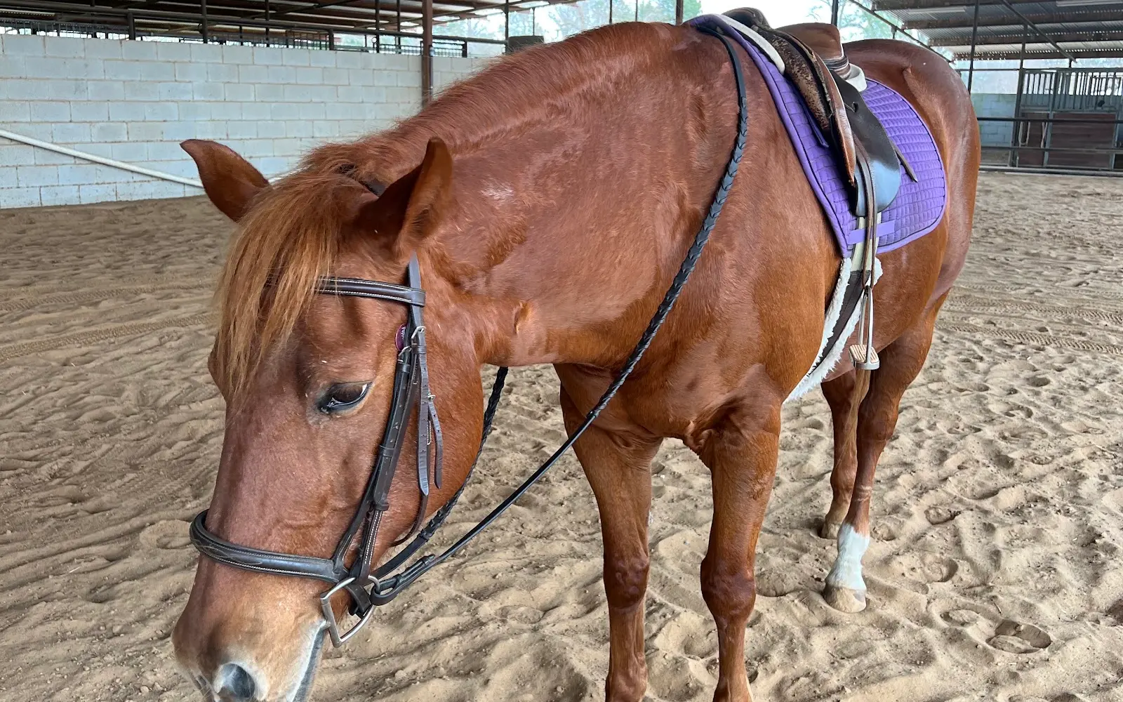 Cedar Lane Stables