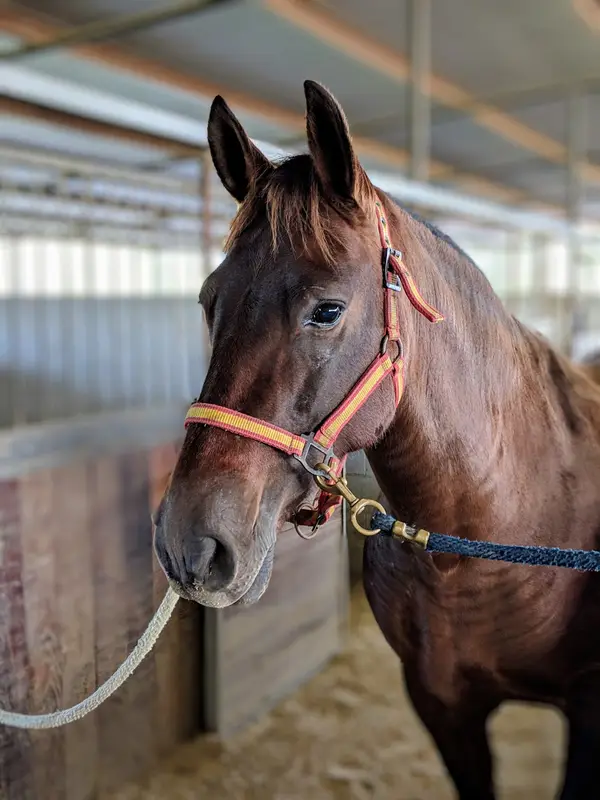 Cedar Lane Stables, photo 2