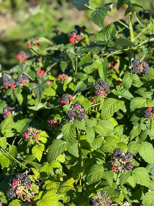 Champaign Berry Farm, Urbana, OH