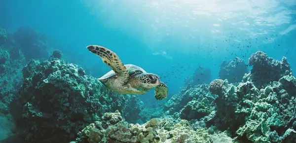 Charter Oahu