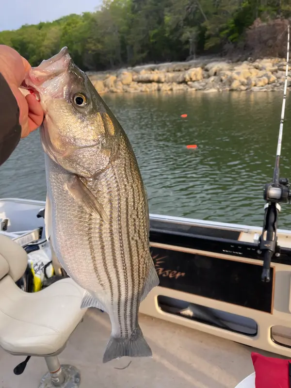 Cherokee Lake Fishing Charter, Rutledge, TN