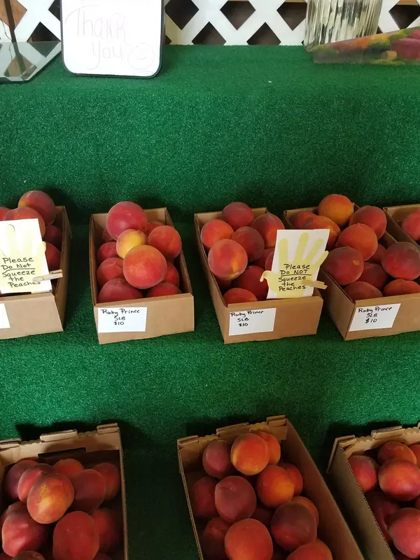 Cherry Creek Orchards, Pontotoc, MS