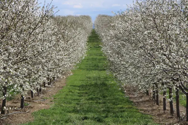 Cherry Hill Farms, Caldwell, ID