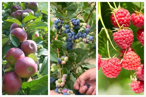 Chick's Apple and Berry Farm, Monmouth, ME