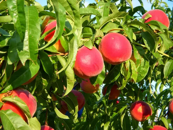 Chiles Peach Orchard and Farm Market, Crozet, VA