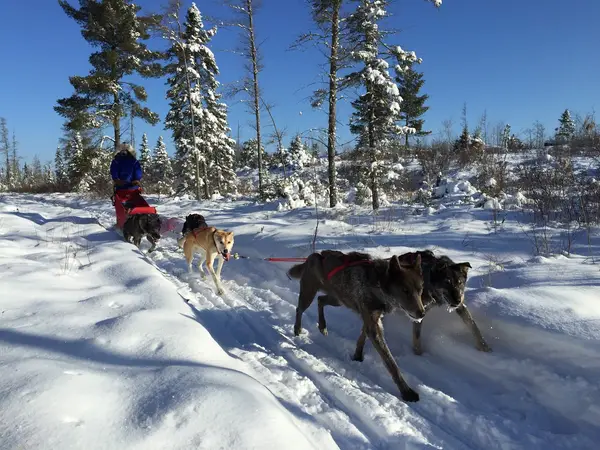 Chilly Dogs Sled Dog Trips, Ely, MN