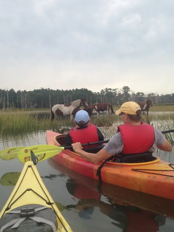 Chincoteague Nature Tours, Chincoteague, VA