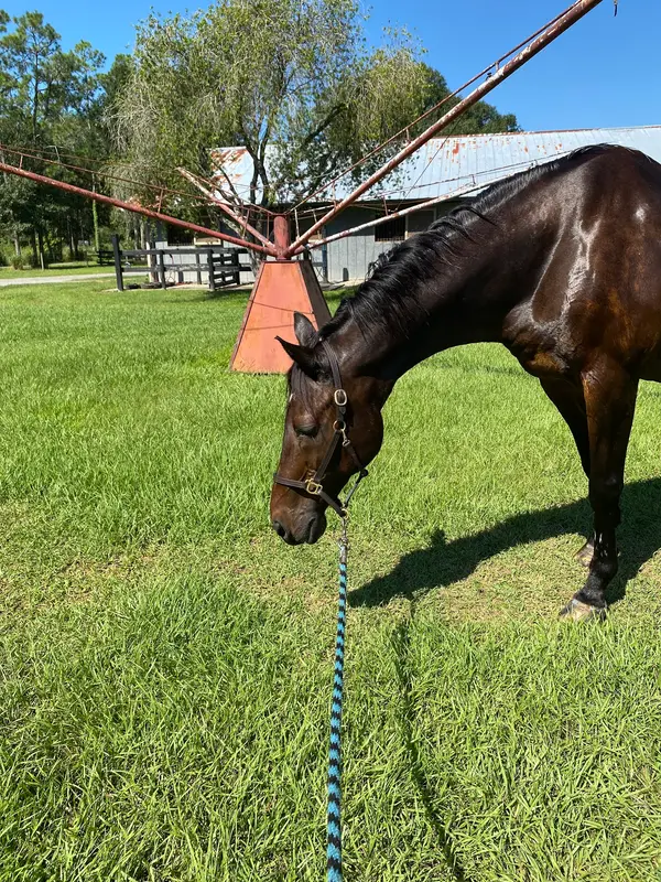 Circle C's Ranch, photo 1