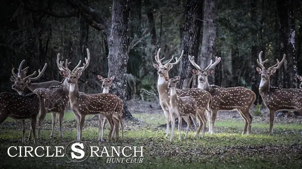 Circle S Ranch Hunt Club