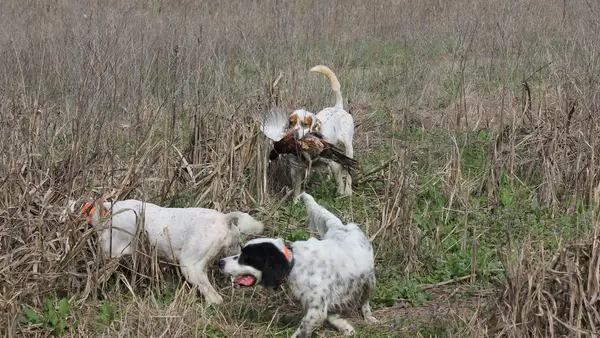 Circle T Farms Upland Hunting Preserve