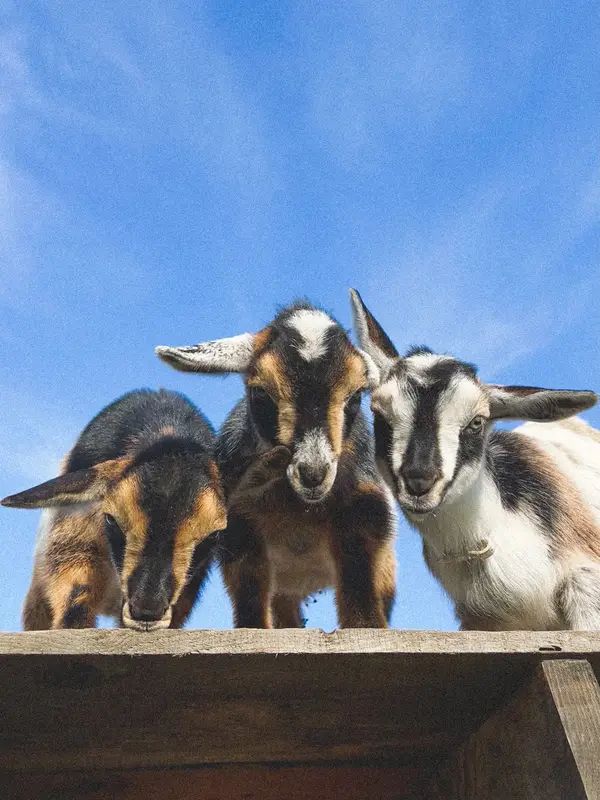 Clark Family Farms, La Center, WA
