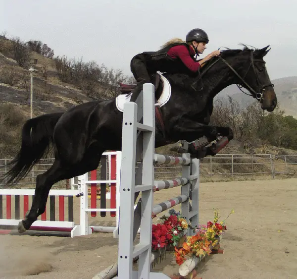 Classic Equestrian Riding School