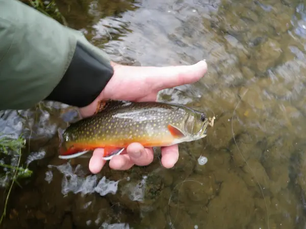 Classical Angler Fly Fishing and Guide Service