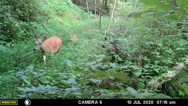 Clay WV Hunting Club, Deer Bear Turkey