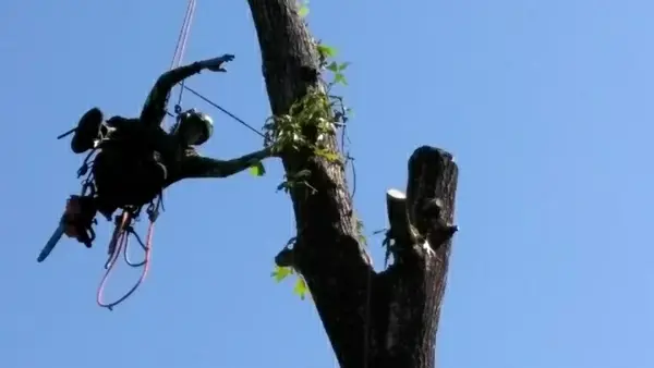 Climbing High Tree Specialists, LLC