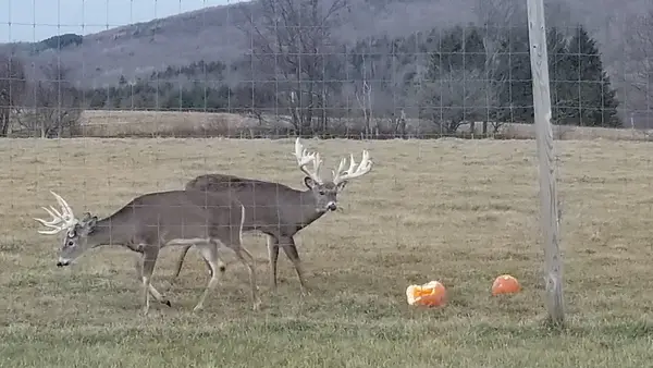 Cold Brook Hunts