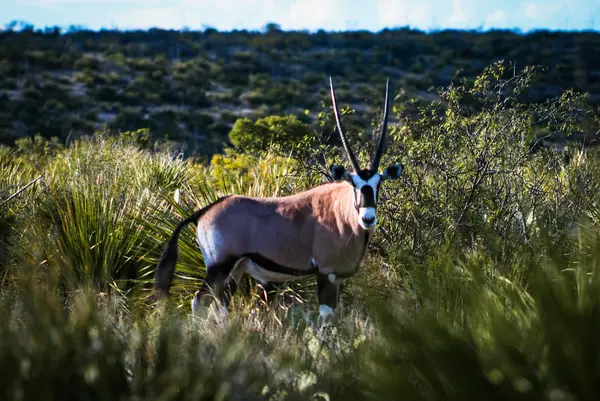 Continental Ranch Hunts