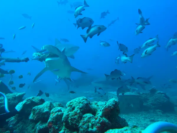 Coral Coast Divers