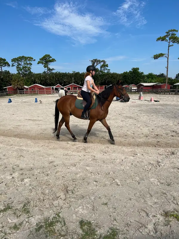 Coral Reef Riding Academy, photo 4