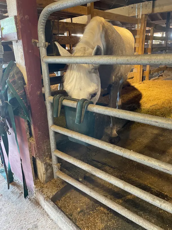 Coral Reef Riding Academy, photo 1