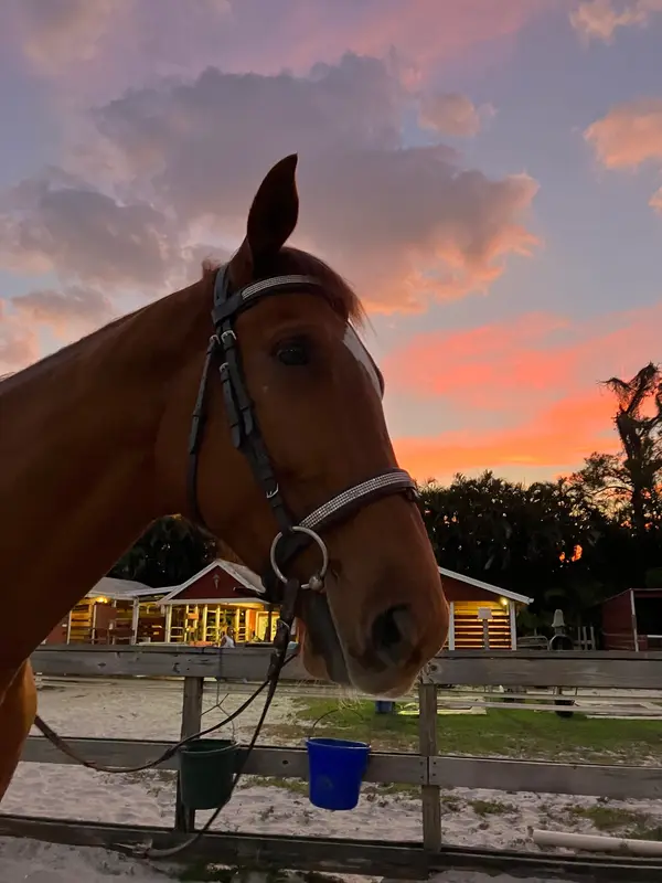 Coral Reef Riding Academy, photo 2