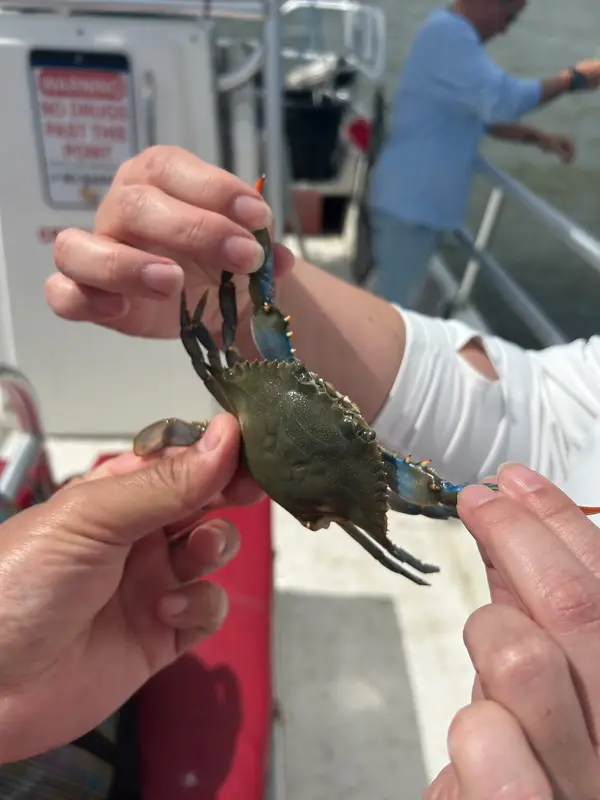 Crab Claws Adventures