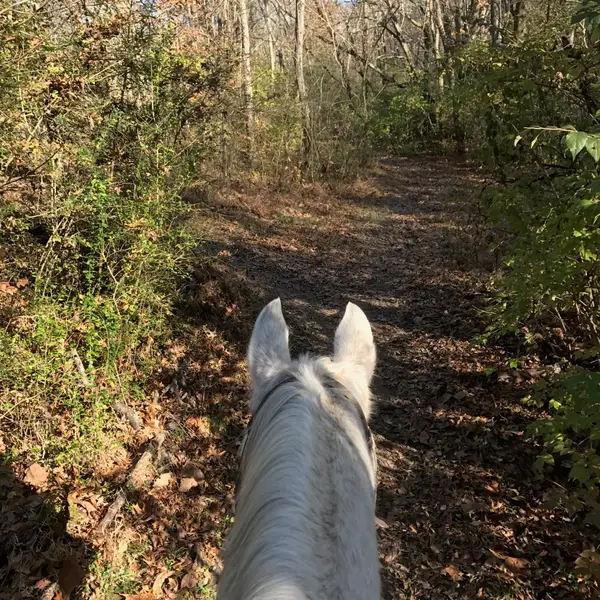 Creekside Riding Academy & Stables