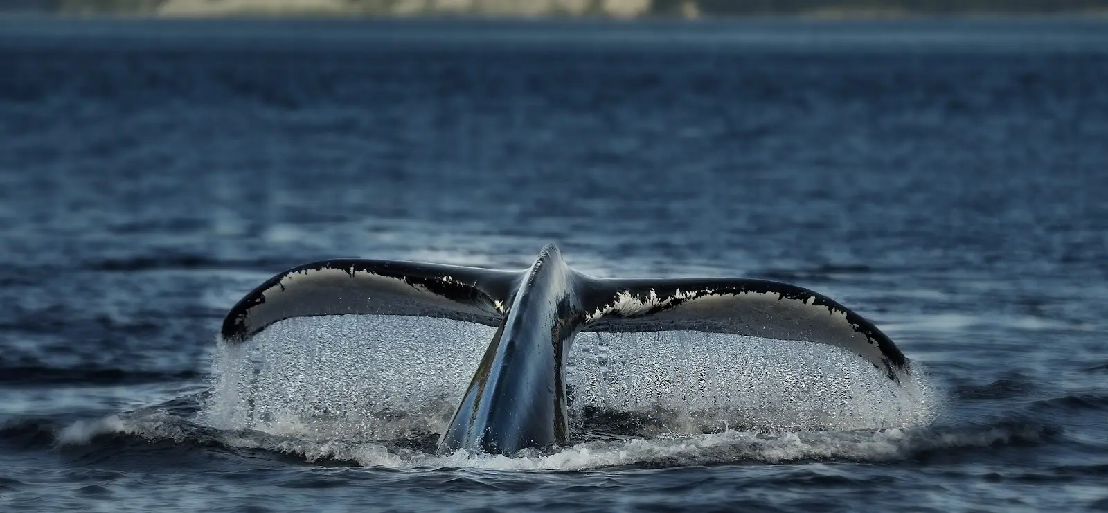 Croisière Baleine Escoumins