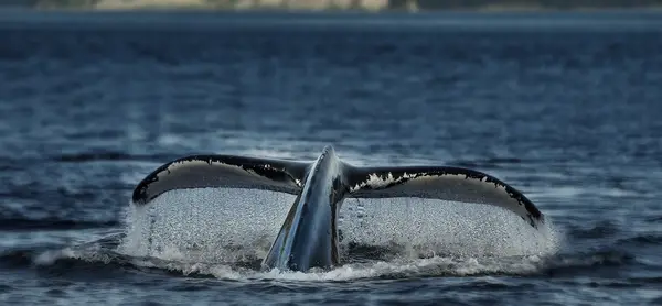Croisière Baleine Escoumins