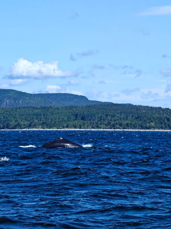 Croisière Baleine Escoumins, photo 1