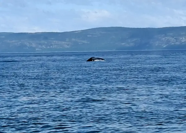 Croisière Baleine Escoumins, photo 2