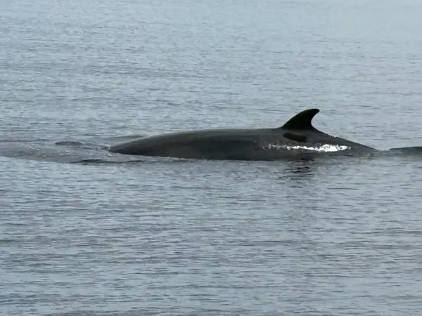 Croisières AML Tadoussac, photo 2
