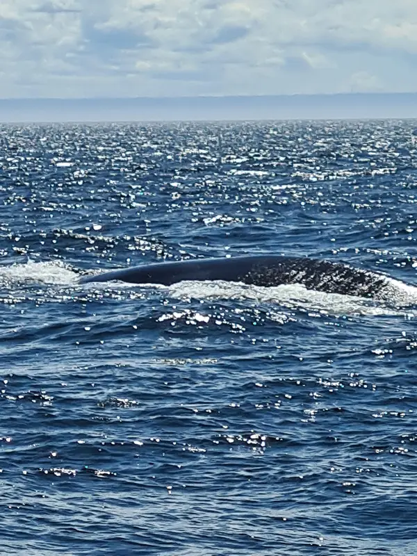Croisières Fjord & Baleines, photo 3