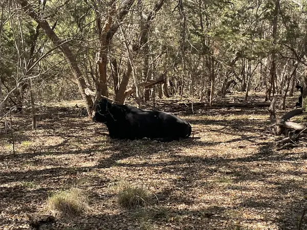 Cross G Ranch Trail Rides, photo 1