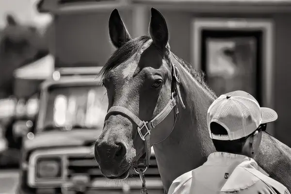 Cross Roads Stable, photo 4