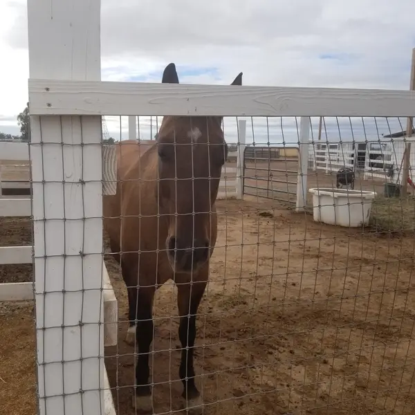Cross Roads Stable, photo 3