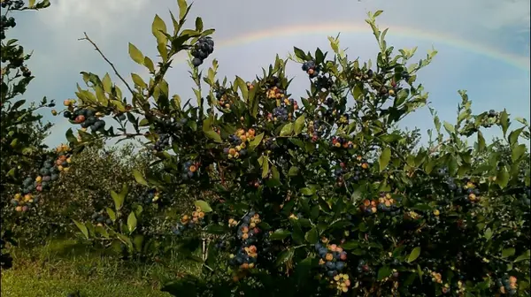Crystal Springs Farm Market, Crystal Springs, MS
